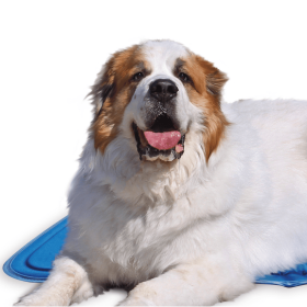 Cool Pet Pad (Color: BlueBlue, size: XL)